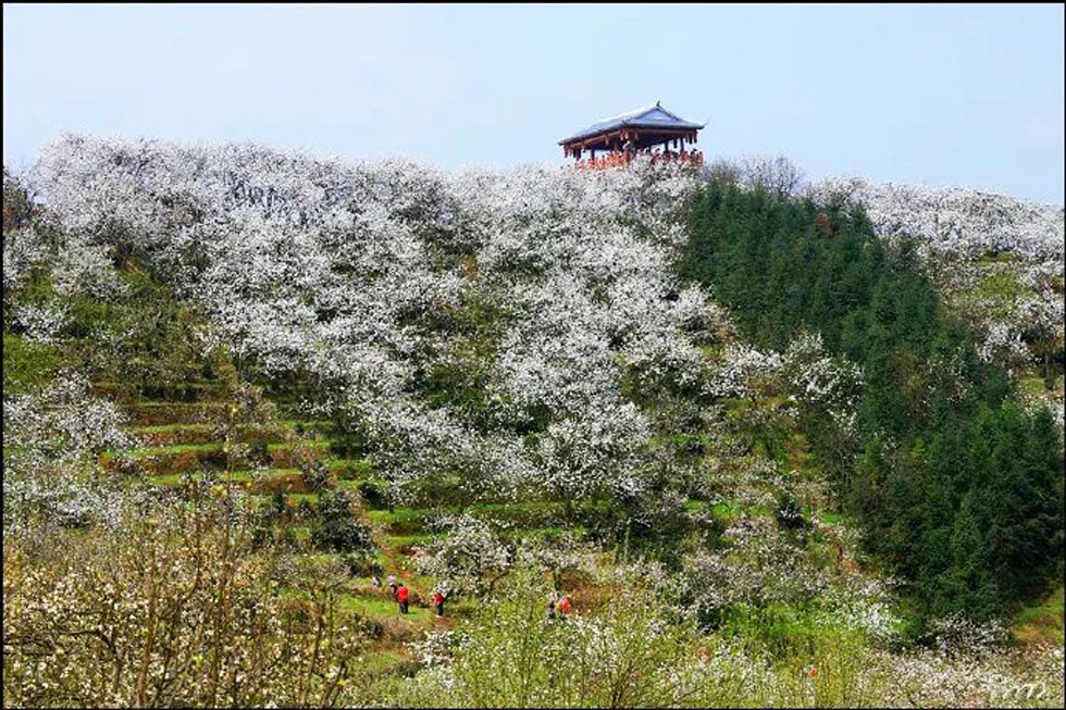 【春天，广西桂林灌阳县向您发出邀请！】我们在灌阳看梨花 - 游山玩水 - 甘南生活社区 - 甘南28生活网 gn.28life.net