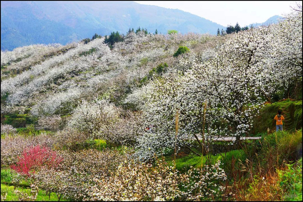 【春天，广西桂林灌阳县向您发出邀请！】我们在灌阳看梨花 - 游山玩水 - 甘南生活社区 - 甘南28生活网 gn.28life.net