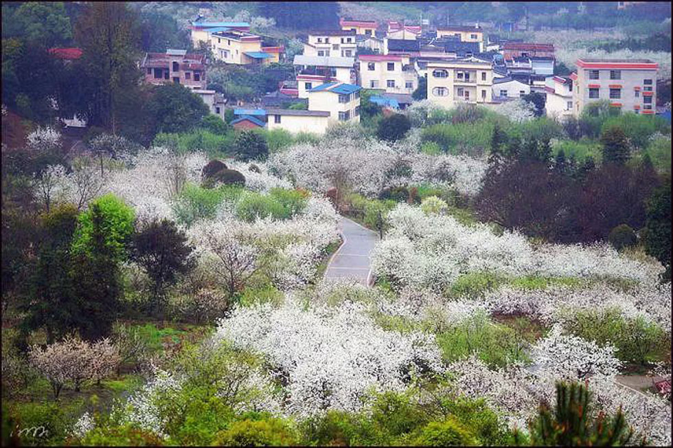【春天，广西桂林灌阳县向您发出邀请！】我们在灌阳看梨花 - 游山玩水 - 甘南生活社区 - 甘南28生活网 gn.28life.net