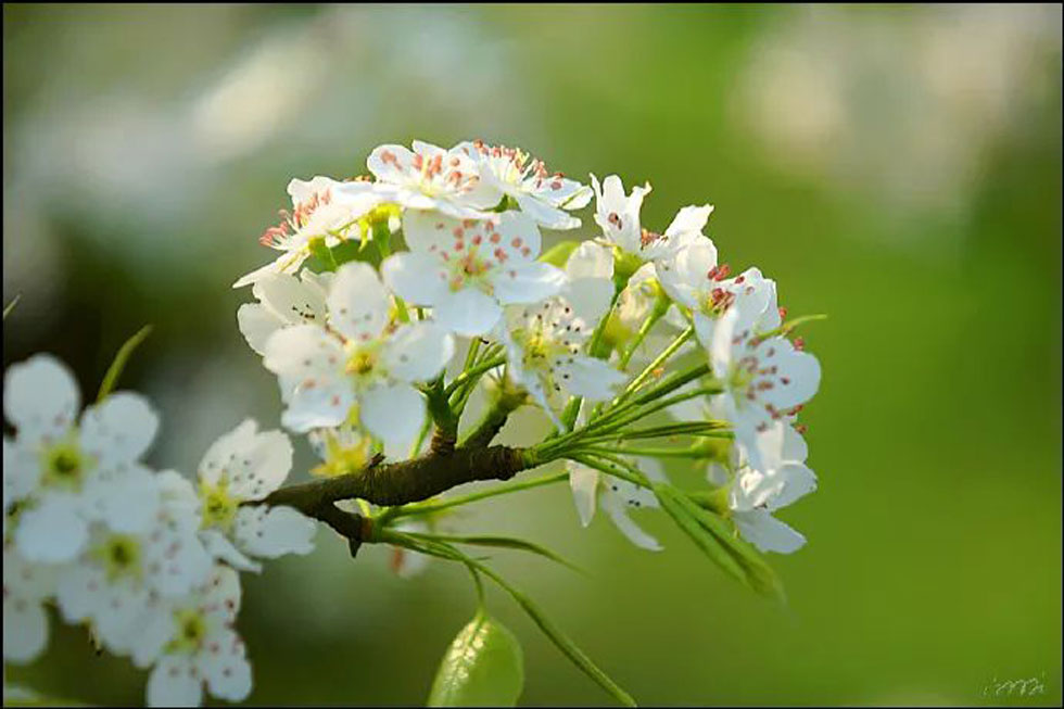 【春天，广西桂林灌阳县向您发出邀请！】我们在灌阳看梨花 - 游山玩水 - 甘南生活社区 - 甘南28生活网 gn.28life.net