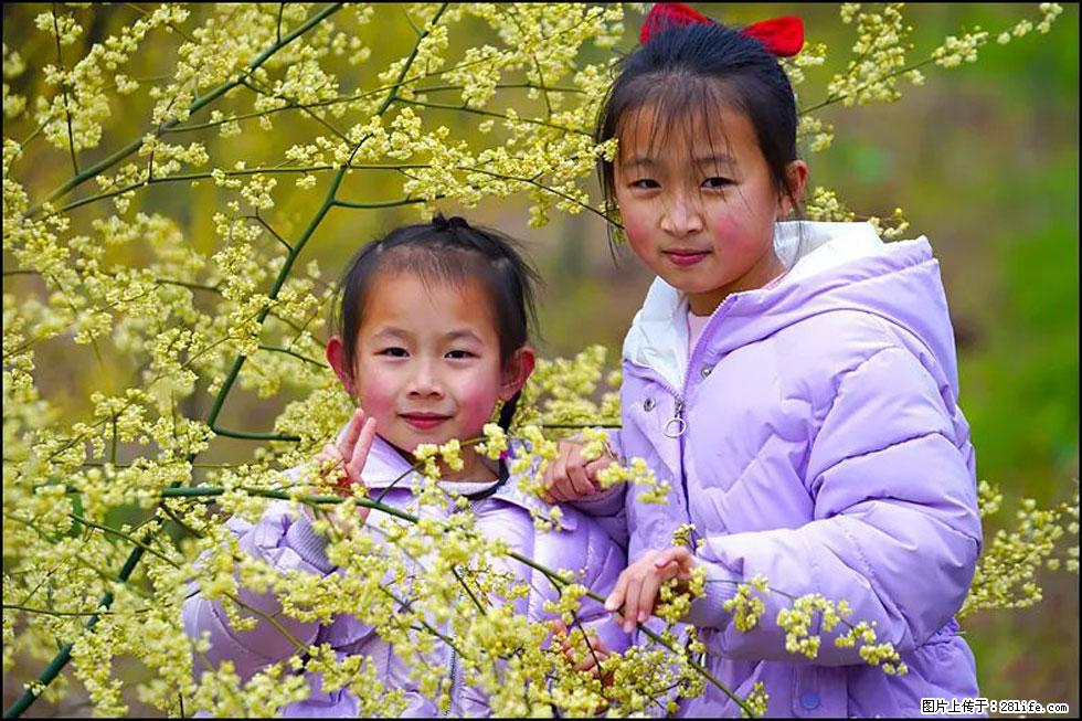 【春天，广西桂林灌阳县向您发出邀请！】米珠山前有片山苍子花在飘香 - 游山玩水 - 甘南生活社区 - 甘南28生活网 gn.28life.net