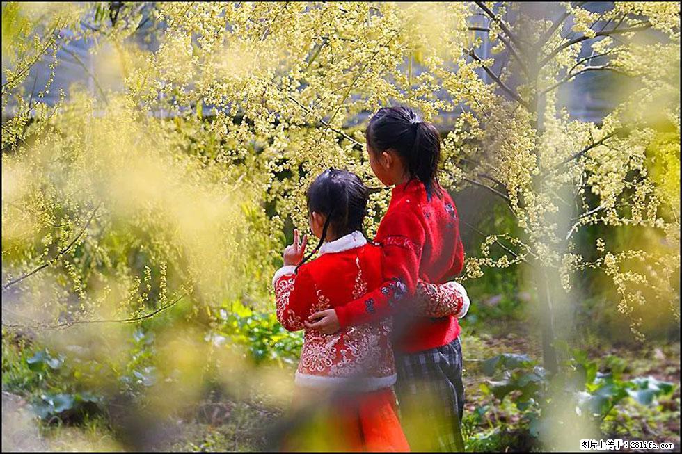 【春天，广西桂林灌阳县向您发出邀请！】米珠山前有片山苍子花在飘香 - 游山玩水 - 甘南生活社区 - 甘南28生活网 gn.28life.net