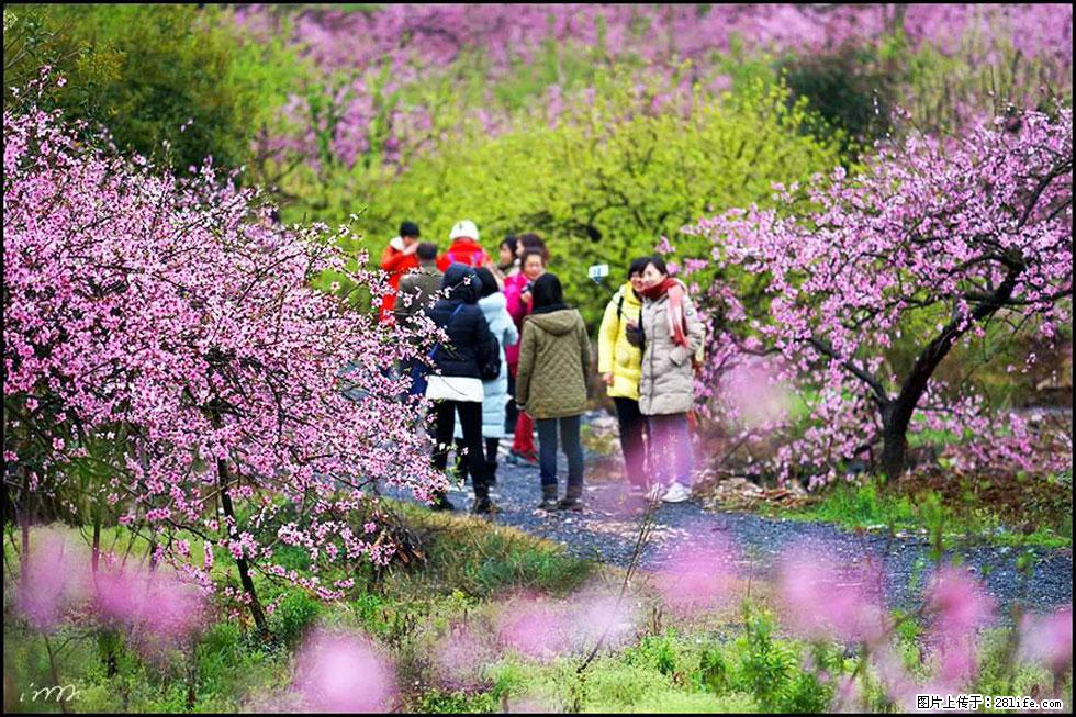 【春天，广西桂林灌阳县向您发出邀请！】官庄村有个醉美的桃花园 - 游山玩水 - 甘南生活社区 - 甘南28生活网 gn.28life.net