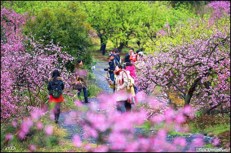 【春天，广西桂林灌阳县向您发出邀请！】官庄村有个醉美的桃花园 - 游山玩水 - 甘南生活社区 - 甘南28生活网 gn.28life.net