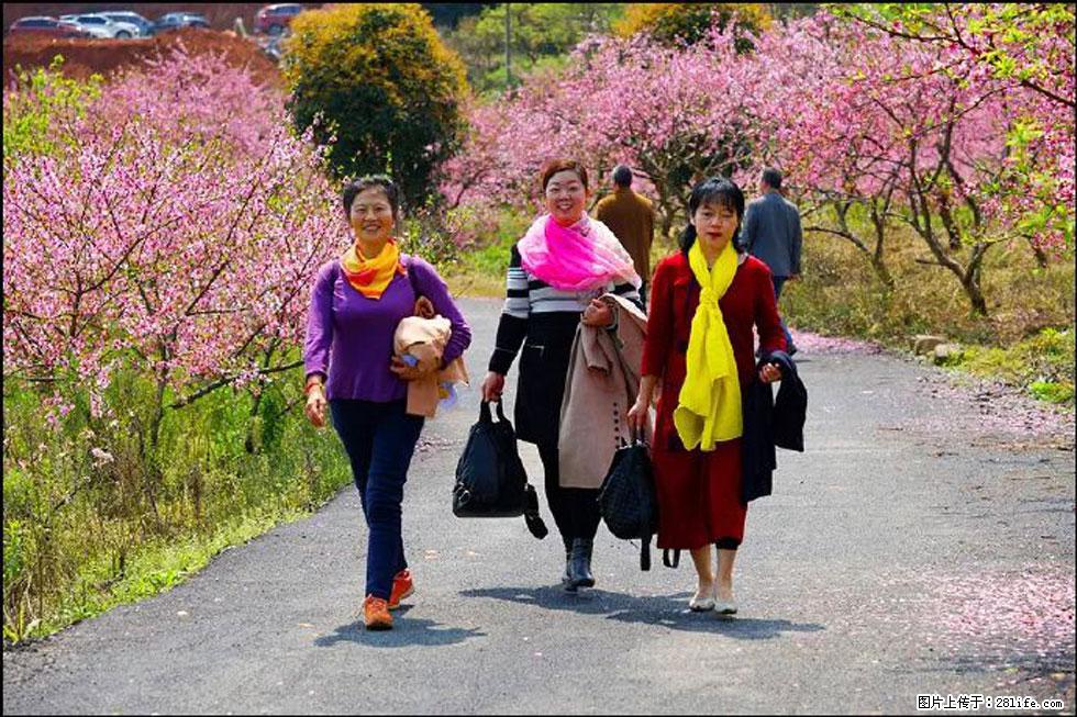 【春天，广西桂林灌阳县向您发出邀请！】官庄村有个醉美的桃花园 - 游山玩水 - 甘南生活社区 - 甘南28生活网 gn.28life.net