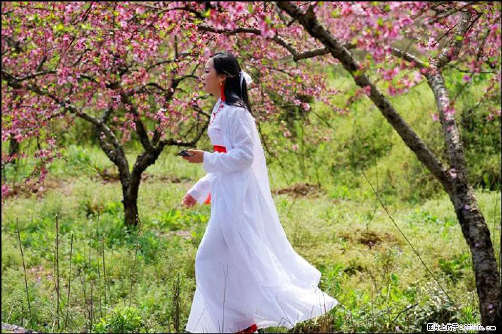 【春天，广西桂林灌阳县向您发出邀请！】官庄村有个醉美的桃花园 - 游山玩水 - 甘南生活社区 - 甘南28生活网 gn.28life.net