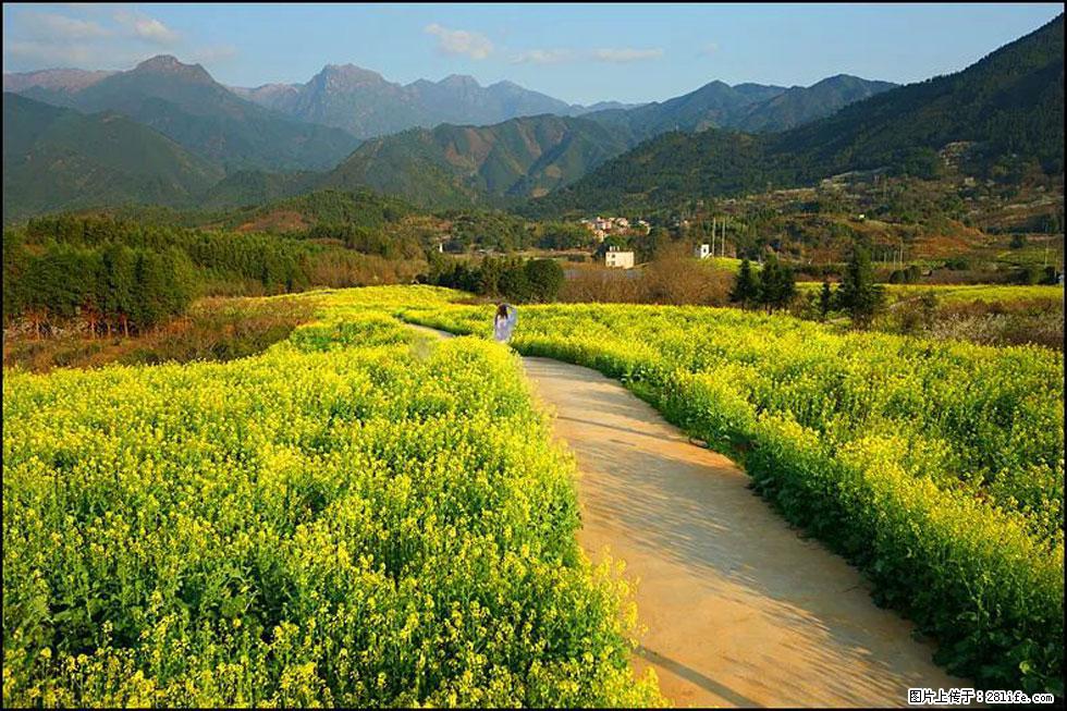 【春天，广西桂林灌阳县向您发出邀请！】长坪村油菜盛情花开 - 游山玩水 - 甘南生活社区 - 甘南28生活网 gn.28life.net