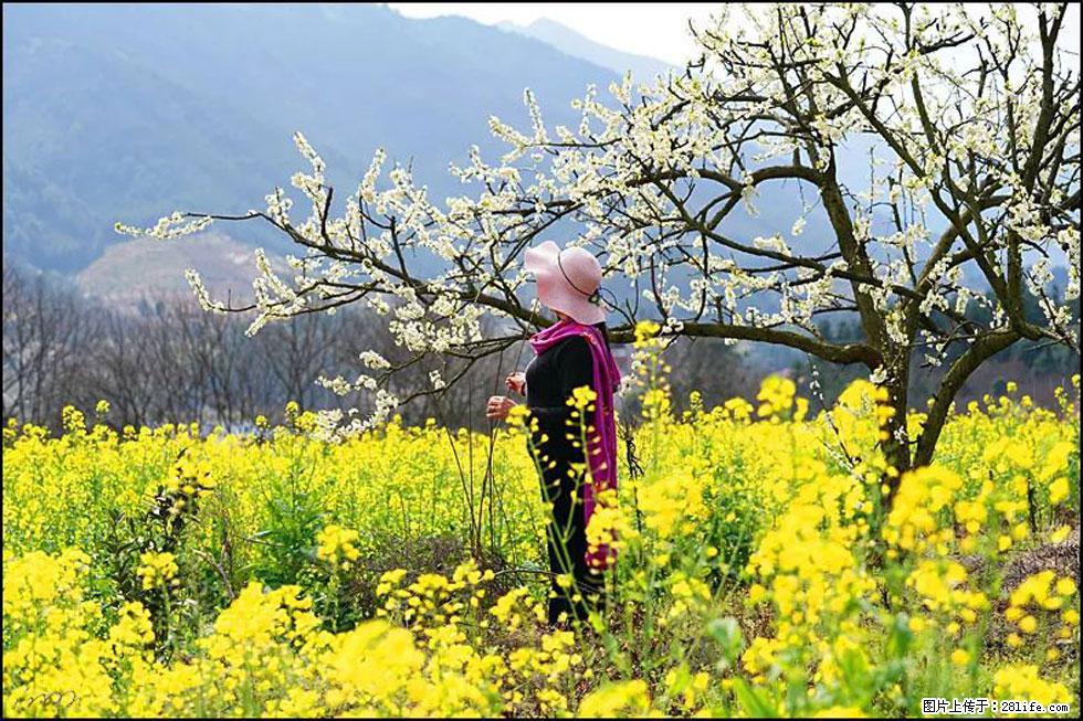 【春天，广西桂林灌阳县向您发出邀请！】长坪村油菜盛情花开 - 游山玩水 - 甘南生活社区 - 甘南28生活网 gn.28life.net