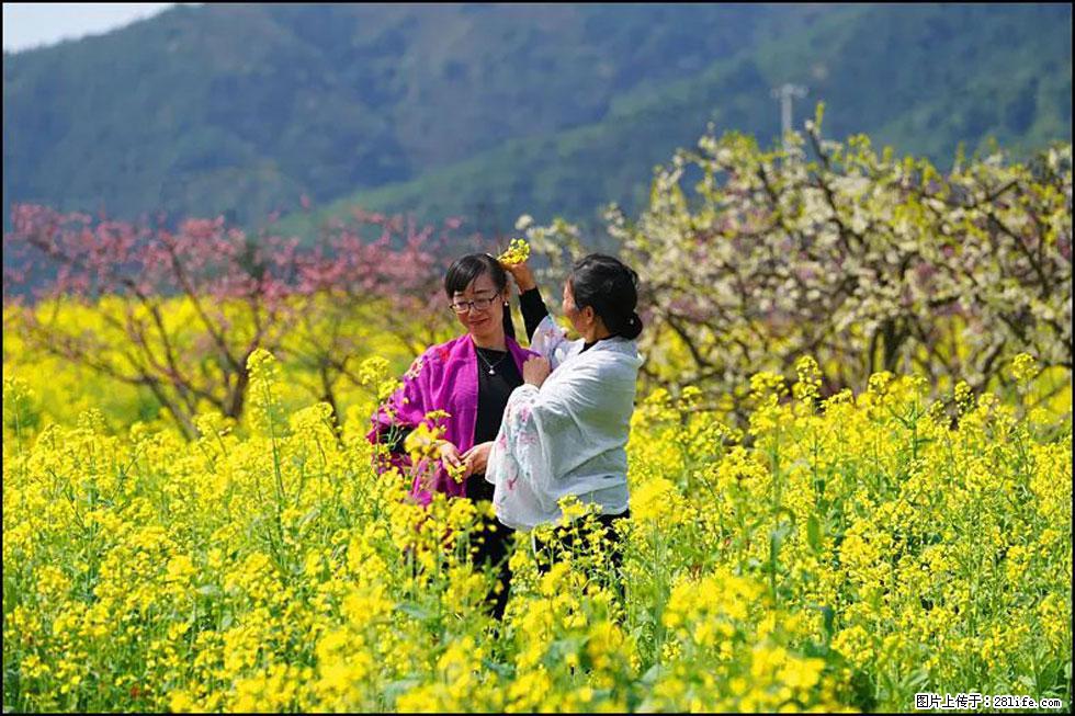 【春天，广西桂林灌阳县向您发出邀请！】长坪村油菜盛情花开 - 游山玩水 - 甘南生活社区 - 甘南28生活网 gn.28life.net