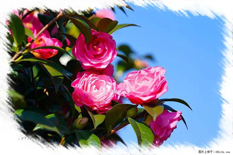 【春天，广西桂林灌阳县向您发出邀请！】杨柳井茶花惹人爱 - 游山玩水 - 甘南生活社区 - 甘南28生活网 gn.28life.net