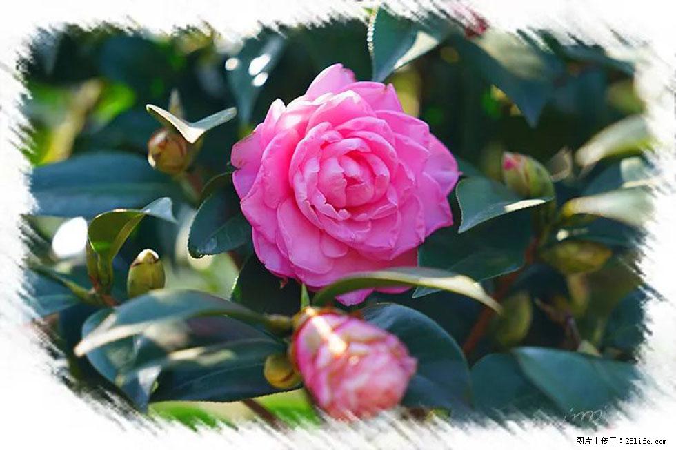 【春天，广西桂林灌阳县向您发出邀请！】杨柳井茶花惹人爱 - 游山玩水 - 甘南生活社区 - 甘南28生活网 gn.28life.net