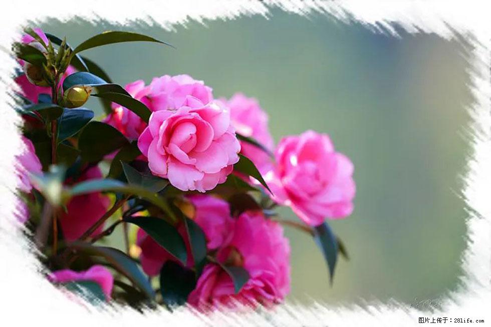 【春天，广西桂林灌阳县向您发出邀请！】杨柳井茶花惹人爱 - 游山玩水 - 甘南生活社区 - 甘南28生活网 gn.28life.net