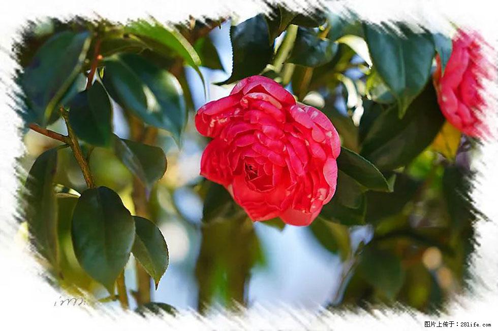 【春天，广西桂林灌阳县向您发出邀请！】杨柳井茶花惹人爱 - 游山玩水 - 甘南生活社区 - 甘南28生活网 gn.28life.net