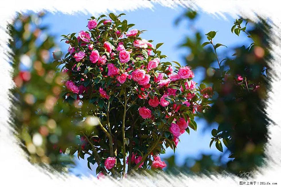 【春天，广西桂林灌阳县向您发出邀请！】杨柳井茶花惹人爱 - 游山玩水 - 甘南生活社区 - 甘南28生活网 gn.28life.net