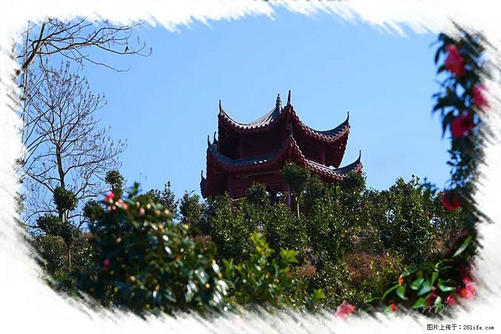 【春天，广西桂林灌阳县向您发出邀请！】杨柳井茶花惹人爱 - 游山玩水 - 甘南生活社区 - 甘南28生活网 gn.28life.net