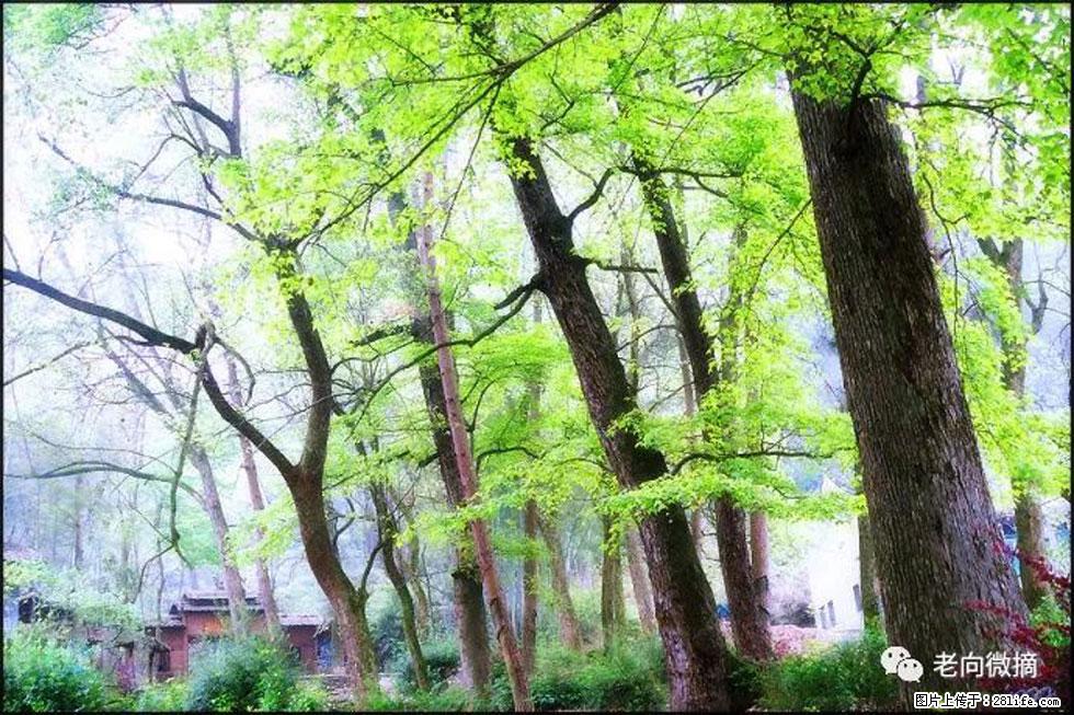 【春天，广西桂林灌阳县向您发出邀请！】在小龙村与春天约会 - 游山玩水 - 甘南生活社区 - 甘南28生活网 gn.28life.net