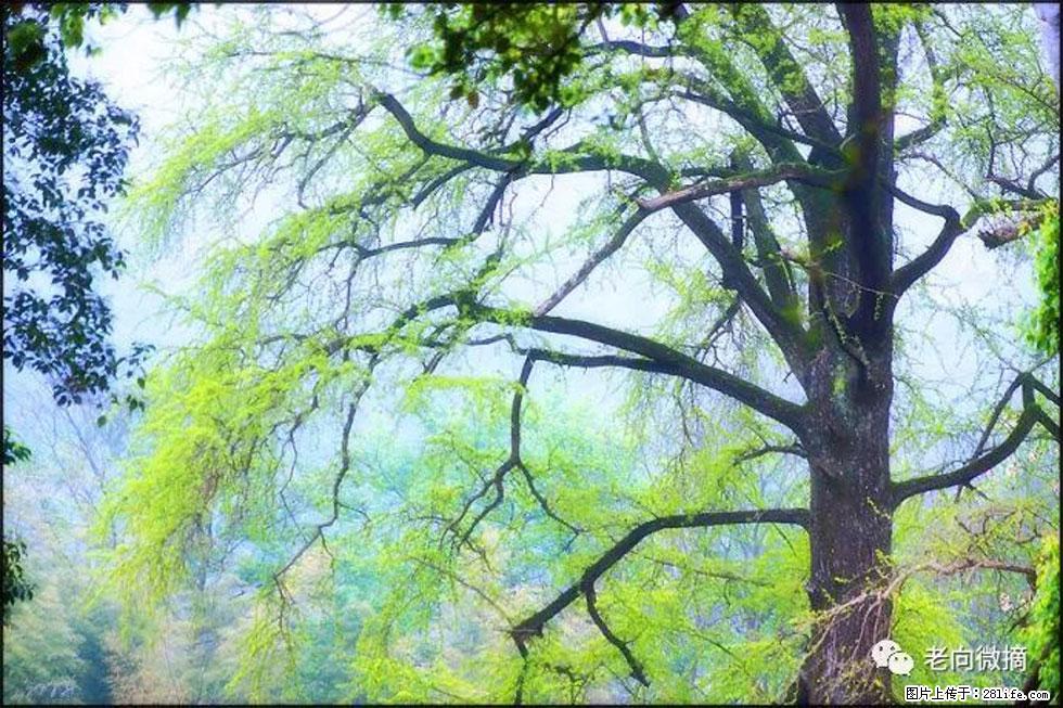 【春天，广西桂林灌阳县向您发出邀请！】在小龙村与春天约会 - 游山玩水 - 甘南生活社区 - 甘南28生活网 gn.28life.net