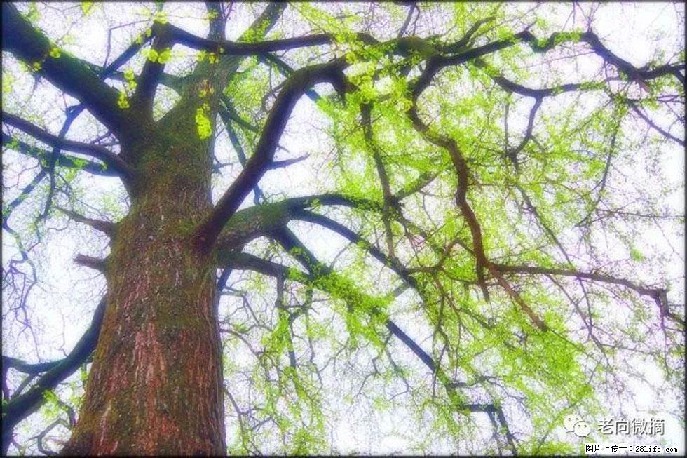 【春天，广西桂林灌阳县向您发出邀请！】在小龙村与春天约会 - 游山玩水 - 甘南生活社区 - 甘南28生活网 gn.28life.net