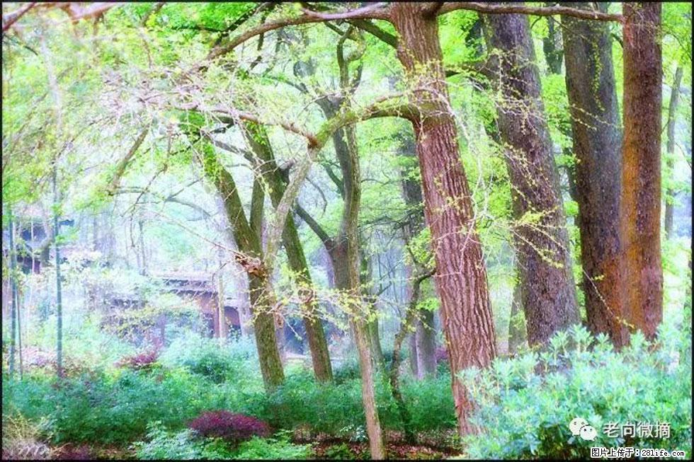 【春天，广西桂林灌阳县向您发出邀请！】在小龙村与春天约会 - 游山玩水 - 甘南生活社区 - 甘南28生活网 gn.28life.net