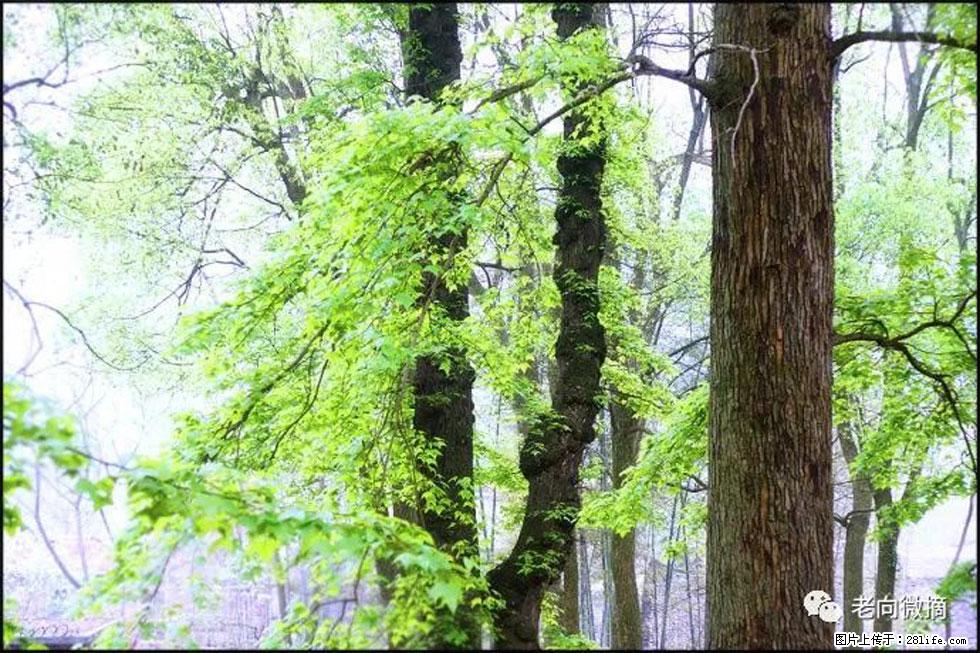 【春天，广西桂林灌阳县向您发出邀请！】在小龙村与春天约会 - 游山玩水 - 甘南生活社区 - 甘南28生活网 gn.28life.net