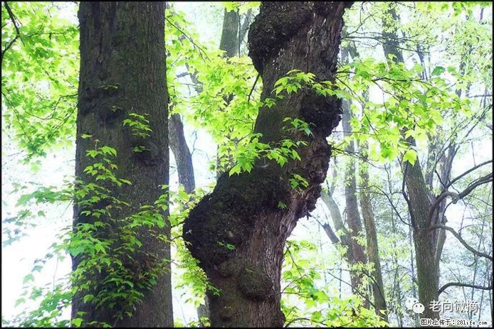 【春天，广西桂林灌阳县向您发出邀请！】在小龙村与春天约会 - 游山玩水 - 甘南生活社区 - 甘南28生活网 gn.28life.net