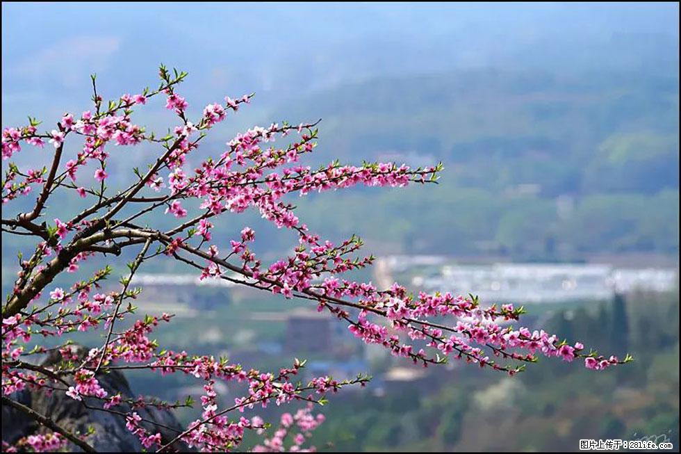 【春天，广西桂林灌阳县向您发出邀请！】望月岭上桃花开 - 游山玩水 - 甘南生活社区 - 甘南28生活网 gn.28life.net