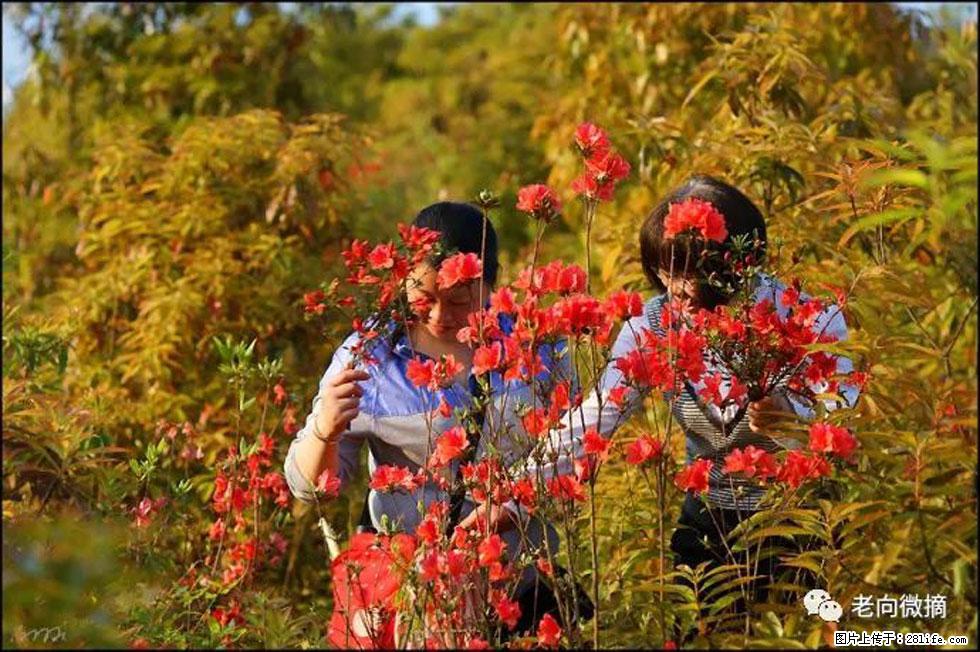 【春天，广西桂林灌阳县向您发出邀请！】登麒麟山，相约映山红 - 游山玩水 - 甘南生活社区 - 甘南28生活网 gn.28life.net
