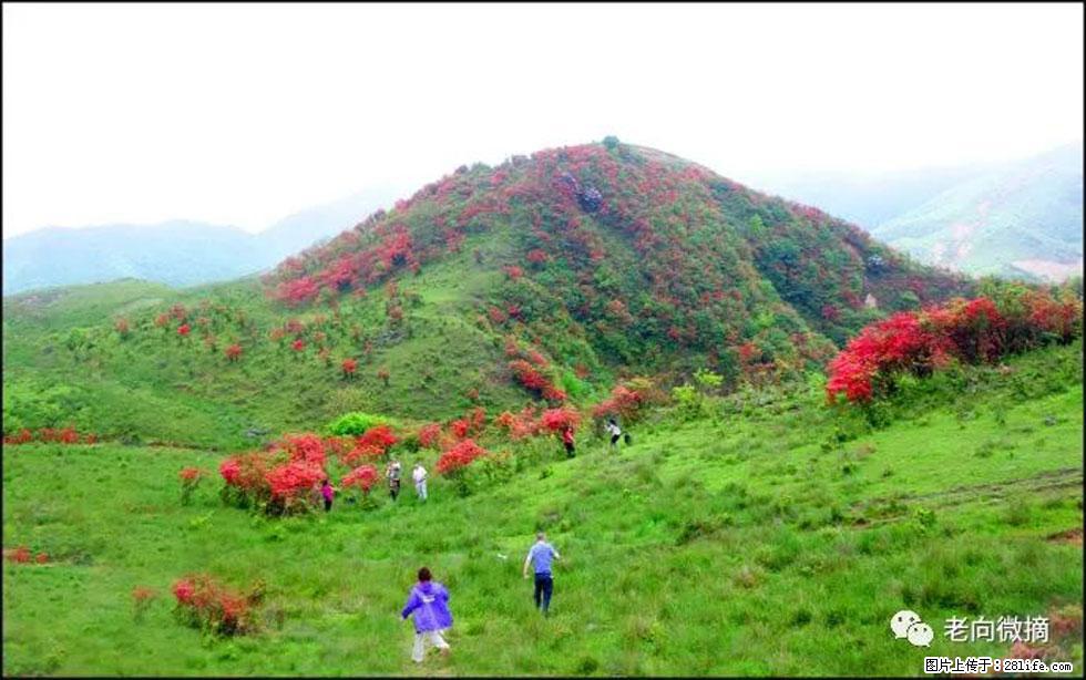【春天，广西桂林灌阳县向您发出邀请！】宝盖山上映山红 - 游山玩水 - 甘南生活社区 - 甘南28生活网 gn.28life.net