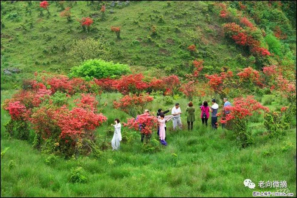 【春天，广西桂林灌阳县向您发出邀请！】宝盖山上映山红 - 游山玩水 - 甘南生活社区 - 甘南28生活网 gn.28life.net