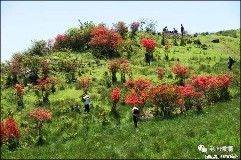 【春天，广西桂林灌阳县向您发出邀请！】宝盖山上映山红 - 游山玩水 - 甘南生活社区 - 甘南28生活网 gn.28life.net
