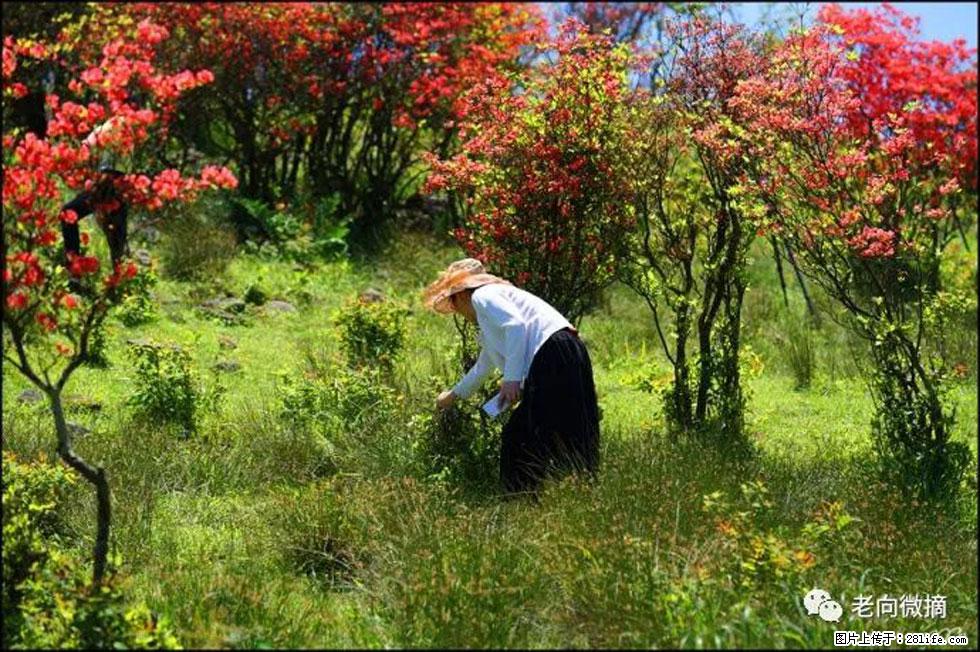 【春天，广西桂林灌阳县向您发出邀请！】宝盖山上映山红 - 游山玩水 - 甘南生活社区 - 甘南28生活网 gn.28life.net