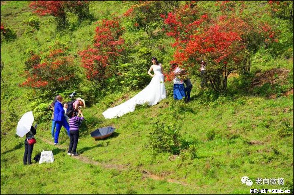【春天，广西桂林灌阳县向您发出邀请！】宝盖山上映山红 - 游山玩水 - 甘南生活社区 - 甘南28生活网 gn.28life.net