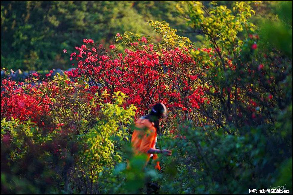 【春天，广西桂林灌阳县向您发出邀请！】春木界上映山红 - 游山玩水 - 甘南生活社区 - 甘南28生活网 gn.28life.net