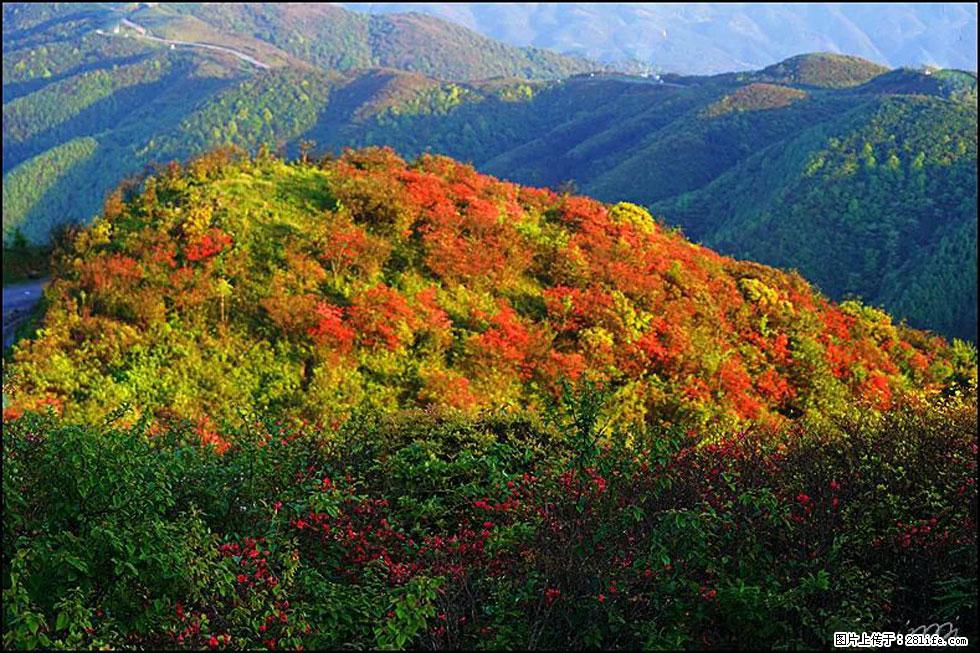【春天，广西桂林灌阳县向您发出邀请！】春木界上映山红 - 游山玩水 - 甘南生活社区 - 甘南28生活网 gn.28life.net