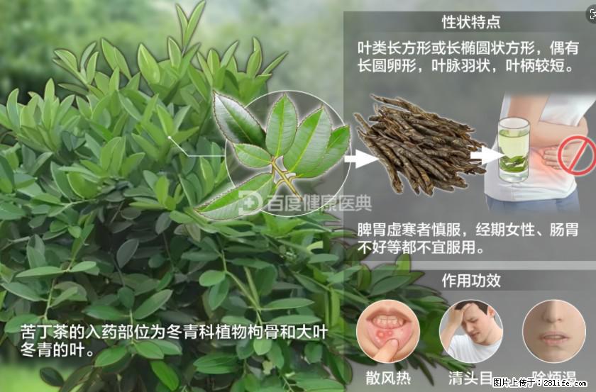 苦丁茶有哪些功效和作用 - 生活百科 - 甘南生活社区 - 甘南28生活网 gn.28life.net