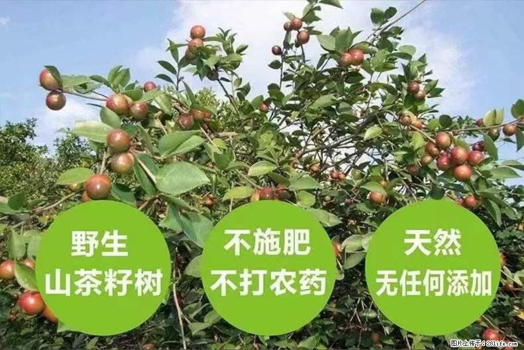 【灌阳县油茶产业示范区】一个有着充实的精神生活的人，对待身外之物自会有一种淡泊的态度 - 美食天地 - 甘南生活社区 - 甘南28生活网 gn.28life.net