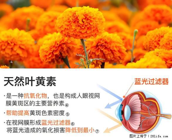 叶黄素有什么功效和作用 - 生活百科 - 甘南生活社区 - 甘南28生活网 gn.28life.net