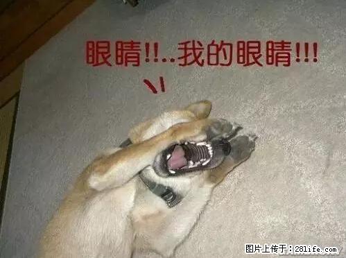 笑癫了！一女的怀孕三年未生，他终于忍不住了... - 娱乐八卦 - 甘南生活社区 - 甘南28生活网 gn.28life.net