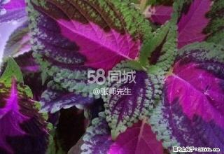 大什字八字楼无暖5楼一室一厅带 1室1厅0卫 - 甘南28生活网 gn.28life.net