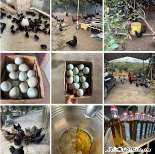 油茶园从小鸡仔开始养起的纯土鸡、土鸡蛋可以预定啦！还有前几天刚榨的纯山茶油哦 - 甘南28生活网 gn.28life.net