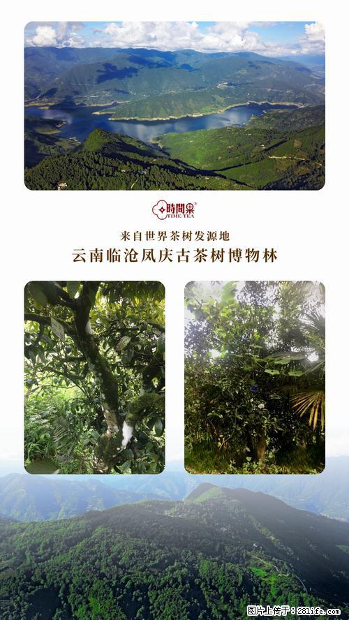 时间果百年古树2025年春红茶 - 购物交流 - 甘南生活社区 - 甘南28生活网 gn.28life.net
