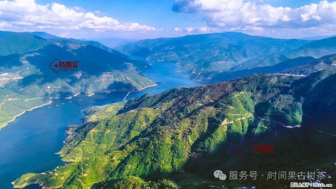 时间果百年古树龙珠普洱生茶 - 购物交流 - 甘南生活社区 - 甘南28生活网 gn.28life.net