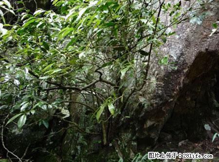 平乐石崖茶,珍贵仅次于金花茶 - 甘南生活资讯 - 甘南28生活网 gn.28life.net