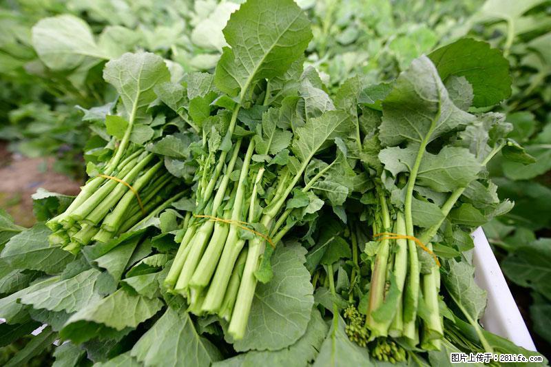 这些蔬菜是“天然钙片”,这6种被医生重点推荐 - 甘南生活资讯 - 甘南28生活网 gn.28life.net
